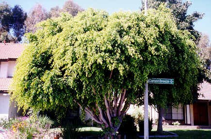 Weeping Chinese Banyan